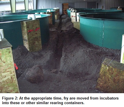 Figure-2-rearing-containers