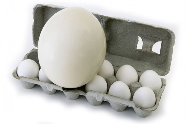 eggs