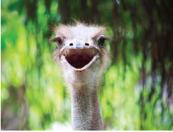 ostrich