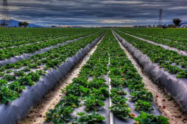 strawberry field