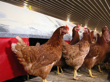 Poultry Farm Utilizes PLC Control To Increase Efficiency