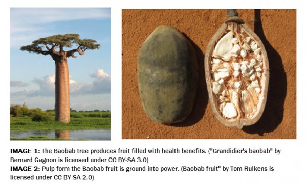 Baobab tree and fruit, made into powder with pulp processor
